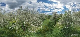Dyakovsky Apple Orchard