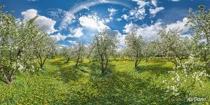 Панорама Дьяковского яблоневого сада