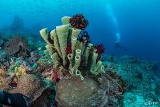 Губки и кораллы