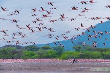 Фламинго, Кения, озеро Богория №26