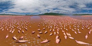 Фламинго, Кения, озеро Богория №31