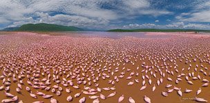 Фламинго, Кения, озеро Богория №32