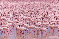 Фламинго, Кения, озеро Богория №17