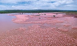 Фламинго, Кения, озеро Богория №19