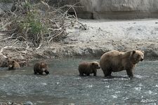 Bear family