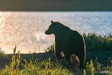 Медведь на Камчатке Медведь на Камчатке