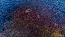 Курильское озеро Курильское озеро