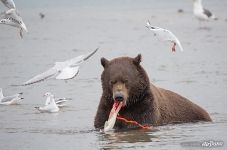 Bear eating a fish