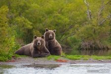 Bears couple
