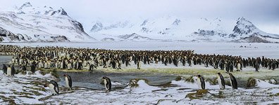 Пингвины, остров Южная Джорджия #7