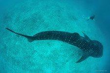 Подводный мир Мальдив Подводный мир Мальдив