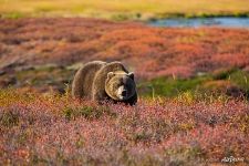 Медведь в кальдере Узон Медведь в кальдере Узон