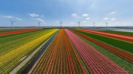 Тюльпановые поля в Голландии №11