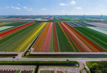 Tulip fields in Netherlands #3