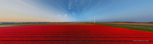 Tulip fields in Netherlands #7