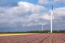 Tulip fields in Netherlands #19