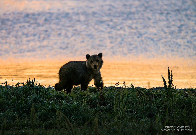 Медведь в Кроноцком заповеднике