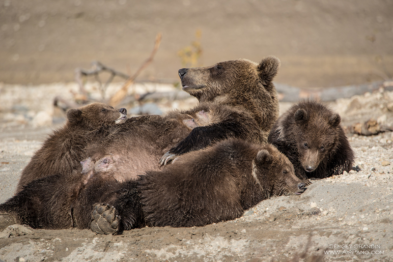 Медведи в Кроноцком заповеднике