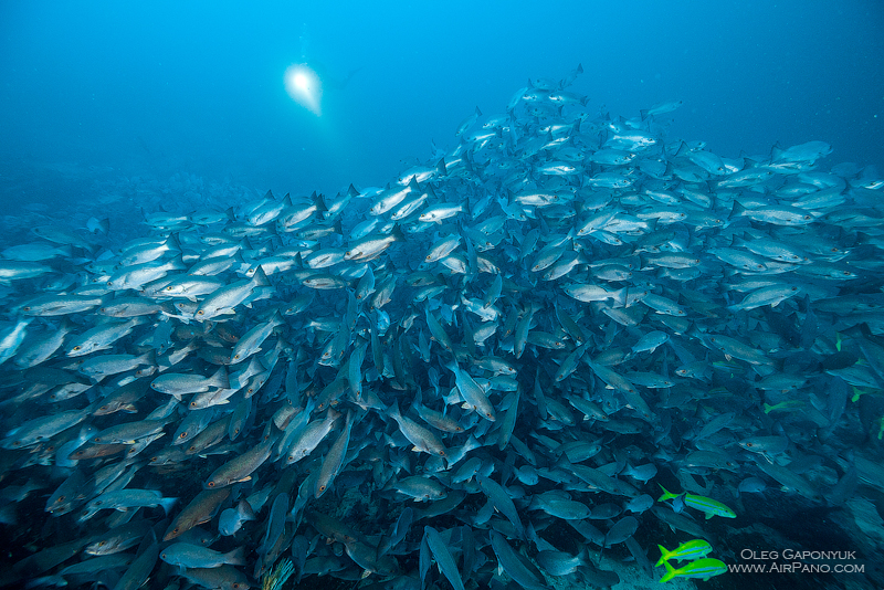 Среди тысячи рыб. Дайвинг с каранксами. Остров Мальпело, Колумбия