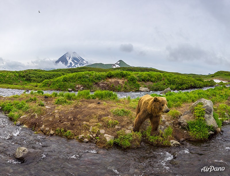 Медведь на реке Камбальная