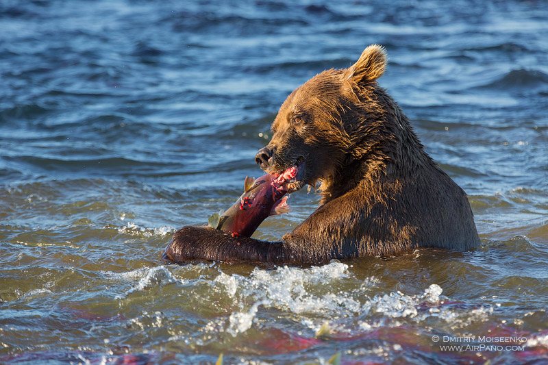Медведь с рыбой