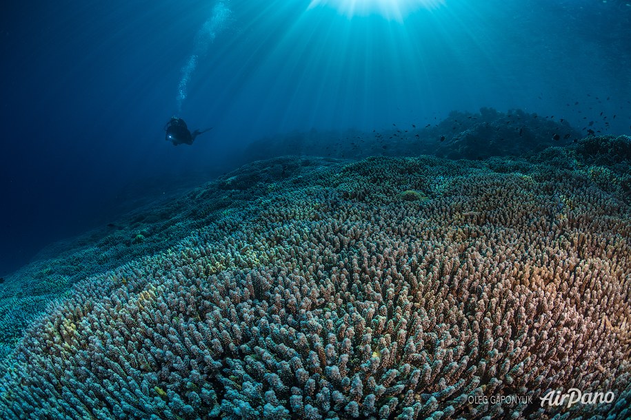 Coral reef