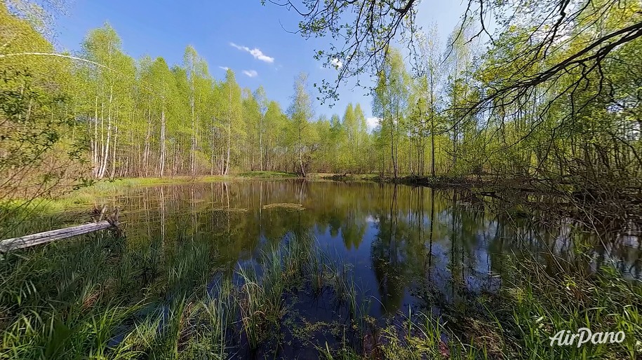 Времена года. Весенний лес