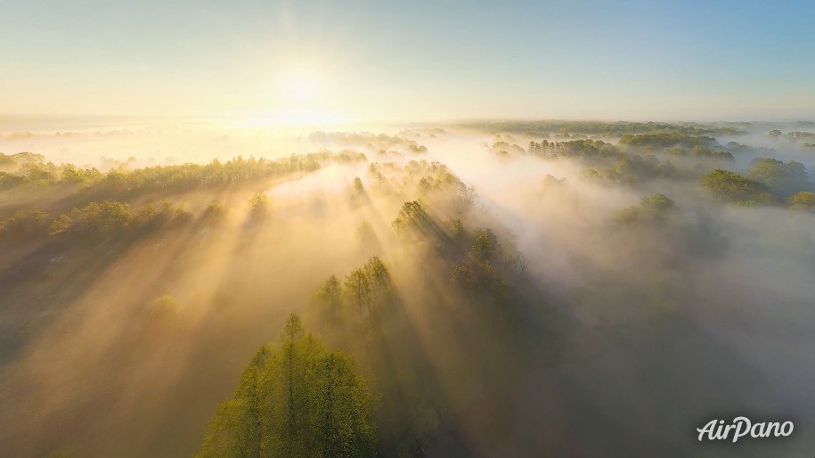 Времена года. Весенний лес