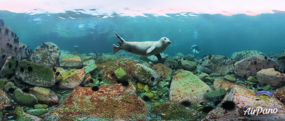 Дайвинг с ларгой. Японское море, Россия