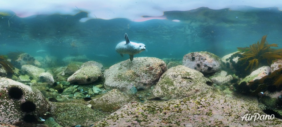 Дайвинг с ларгой. Японское море, Россия