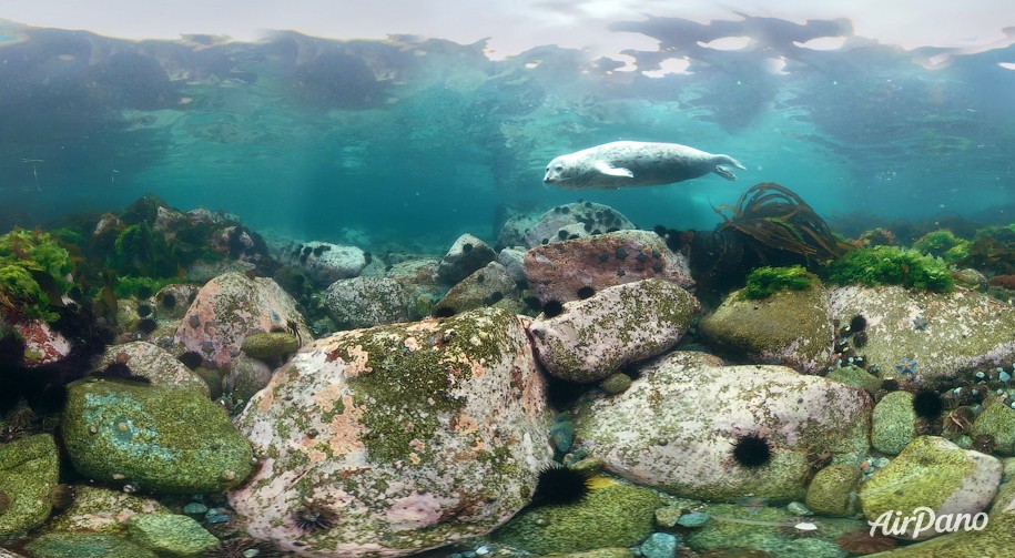 Дайвинг с ларгой. Японское море, Россия