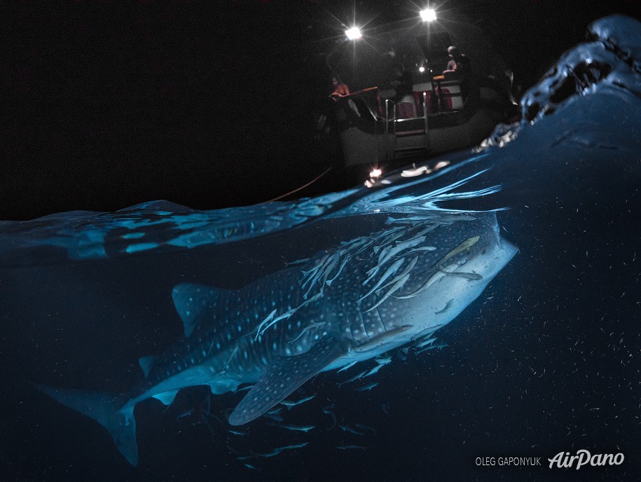 Китовая акула ночью. Мальдивы 