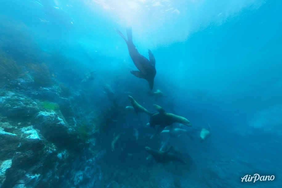 Seals under water