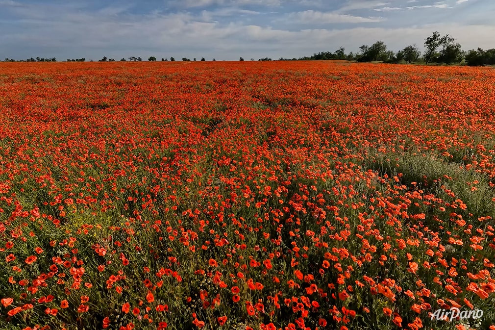 Poppy field