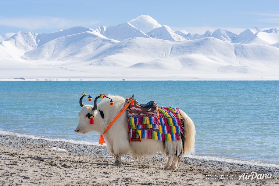 Yaks, Namtso lake