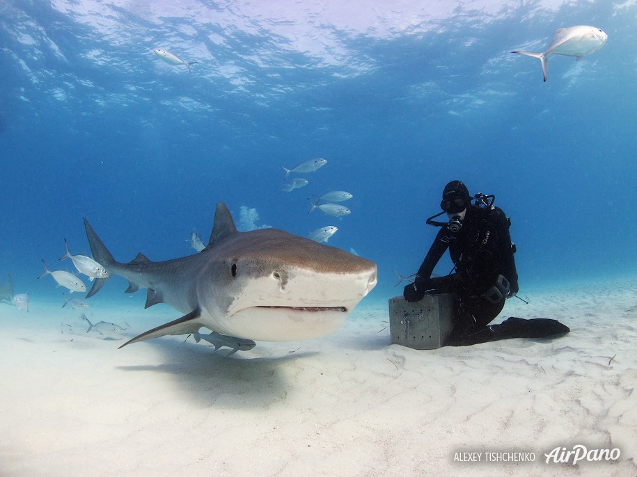 Кормление акул. Багамы