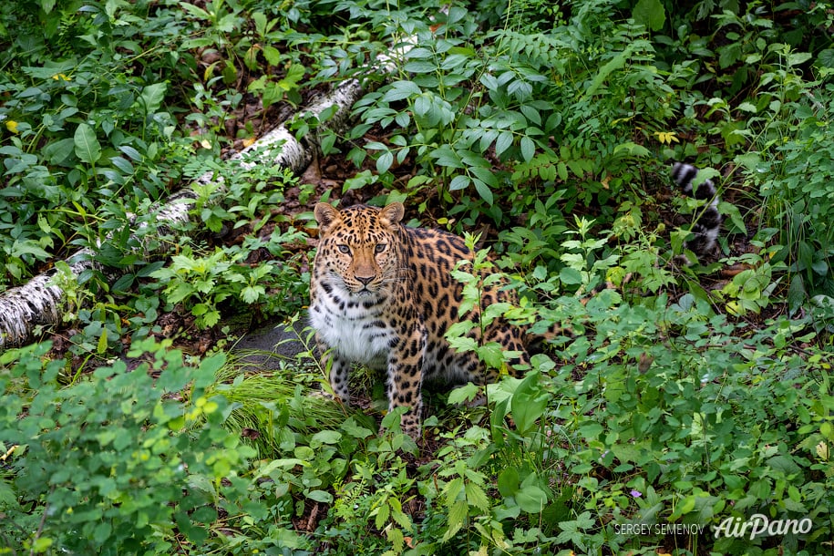 Leopard in forest
