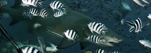 Кормление акул. Лагуна Бека, Фиджи