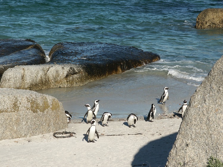 пингвины на побережье возле Кейптауна