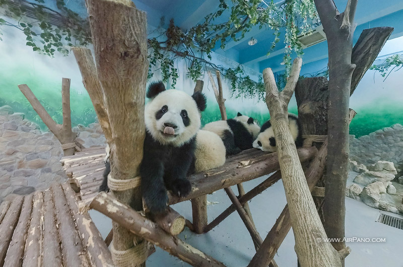 China, Sichuan Province, Chengu, Giant Panda Bear (Ailuropoda Melanoleuca)  resting on wooden platform at Chengdu Research Base of Giant Panda Breeding  Stock Photo - Alamy