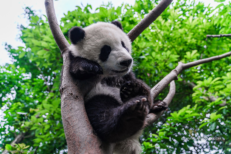 Chengdu Research Base of Giant Panda Breeding, China