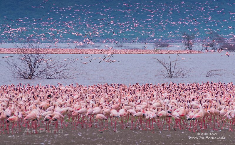 Flamingo, Kenia, Lake Bogoria