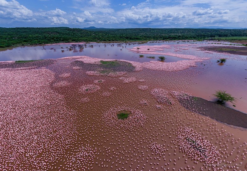 Flamingo, Kenia, Lake Bogoria