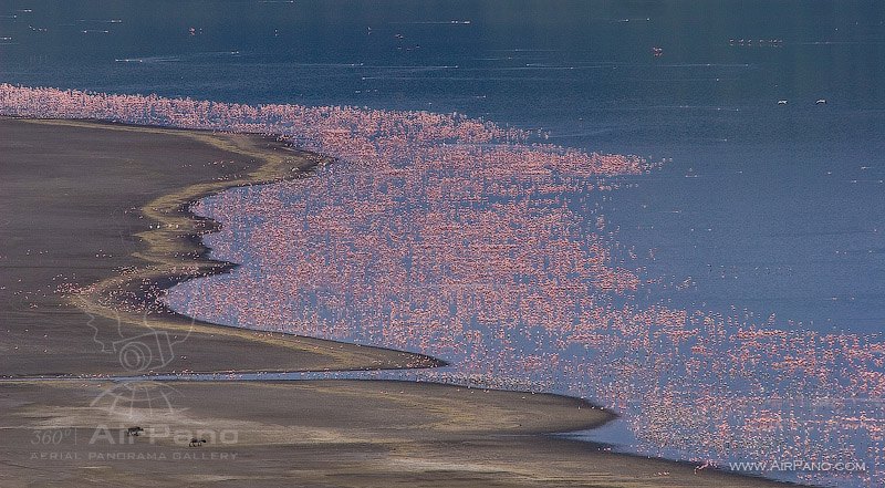 Фламинго на озере Богория, Кения