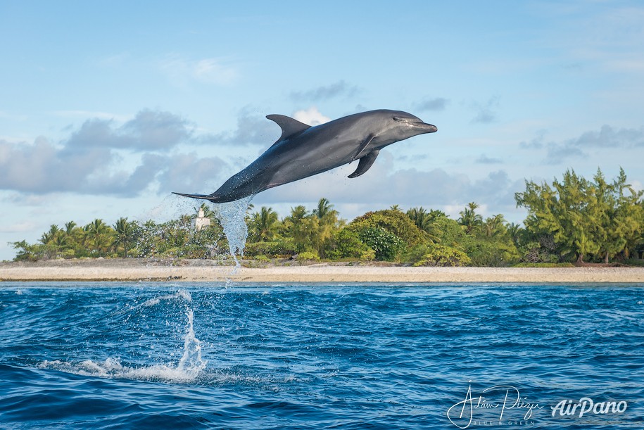 Дельфин. Атолл Рангироа, Французская Полинезия