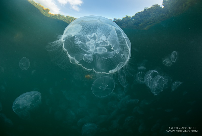 Залив медуз, Раджа-Ампат, Индонезия