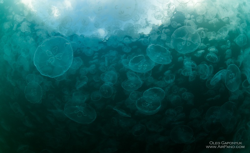 Залив медуз, Раджа-Ампат, Индонезия