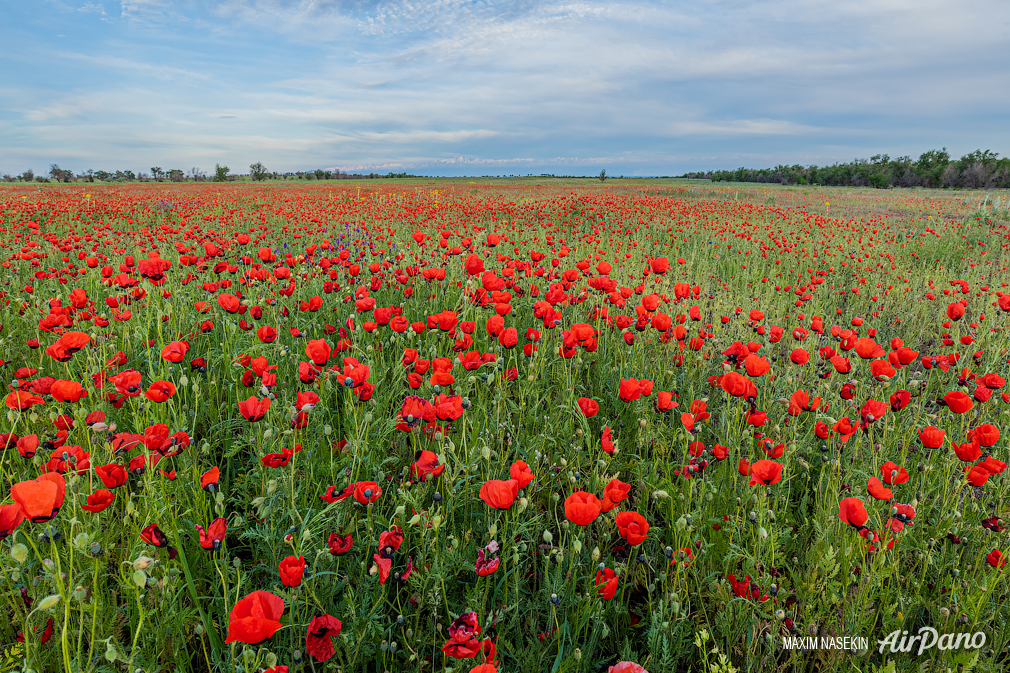 Poppy field