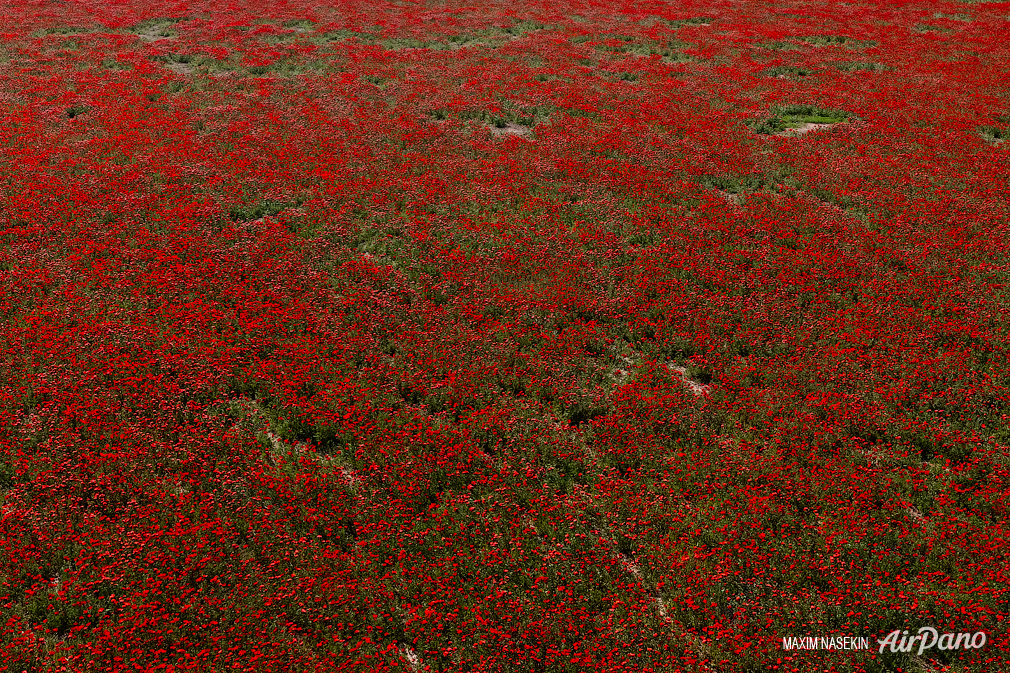 Over the poppy field
