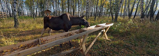 Национальный парк Лосиный остров, Москва
